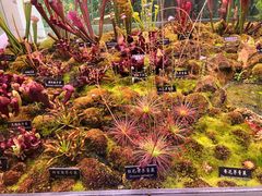 -中国科学院西双版纳热带植物园