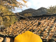 -千年银杏谷文化旅游区