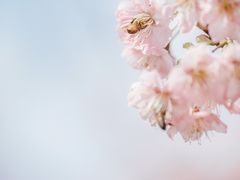 -南山植物园