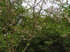 -南山植物园