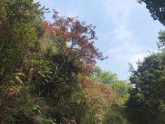 -云溪植物园