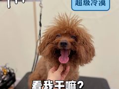 -BABIT巴比特宠物(MOMOPARK店)