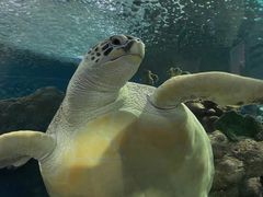 -上海海洋水族馆