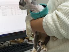 -佳怡动物医院·平价24小时·猫专科骨外科