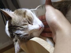 -万小咖.猫咖(中山路天虹店)