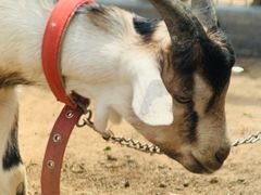 -潭柘厚院&山顶烤肉(潭柘寺店)