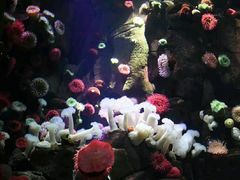 -瑞普利水族馆