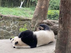 -都江堰中华大熊猫苑