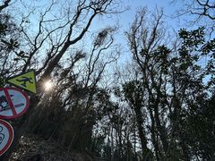 -上海佘山国家森林公园西佘山园