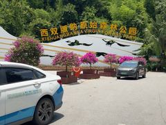 -西双版纳原始森林公园