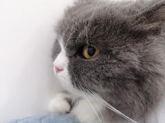 -瑞鹏宠物医院犬猫全科(真大分院)
