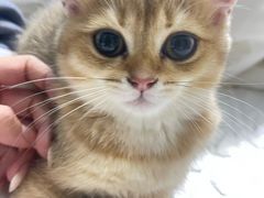 -瑞鹏宠物医院·猫科·宠保定点(梅溪湖分院)