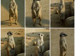 -池杉湖湿地公园