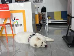 -中国体育彩票(竞彩店)