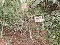 -呀路古热带植物园