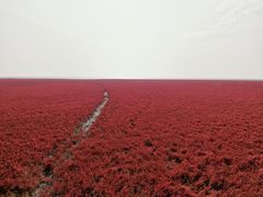 -红海滩国家风景廊道