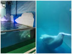 -秦皇岛乐岛海洋王国