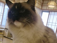 -Let's go狗咖·猫咖·奶狗·桌游(春熙路IFS店)