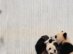 -卧龙中华大熊猫苑神树坪基地