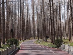 -黄海国家森林公园
