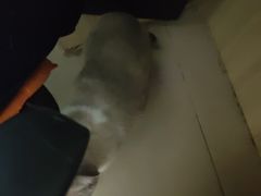 -宠福鑫康馨动物医院·骨科·眼科