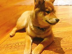 -柴务处·柴犬主题狗咖