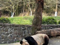 -都江堰中华大熊猫苑
