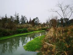 -桤木河湿地公园