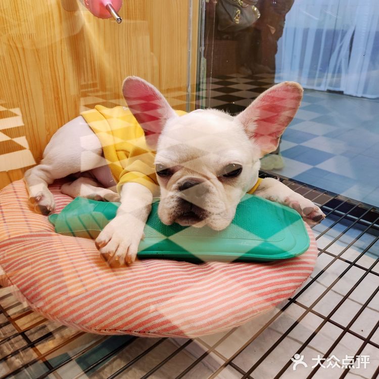 三里屯超火的萌宠店,来和巴拿马水豚亲密接触吧🎀