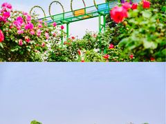 -空港花田景区