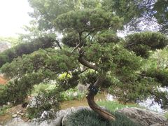 -东莞植物园