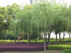 -陈家山荷花公园