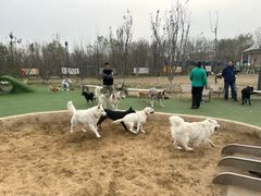 -爪吧宠物乐园·宠物泳池(温榆河示范区店)