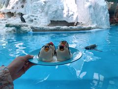 -帝企鹅自助餐厅•儿童岛•真企鹅(长隆企鹅酒店)