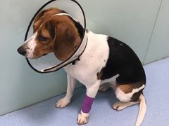 -瑞派·关忠动物医院·异宠专科·犬猫肿瘤·皮肤专科(望京店)