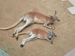 -大连森林动物园