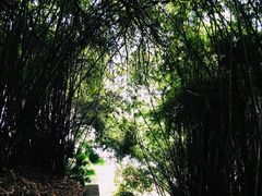-重庆彩云湖湿地公园