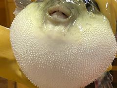 -天正河鲀·河豚亭(大连店)