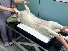 -贝康宠物医院·犬猫全科·小动物特色诊疗中心(东环路店)
