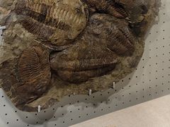 -辽宁古生物博物馆
