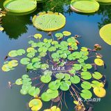 《快看看初秋时节的北京植物园有多美》