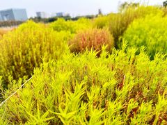 -春花秋色城市公园