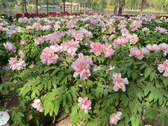 -石家庄市植物园