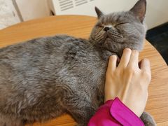 -平行世界·猫咖(首经贸店)