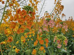 -中国天府农业博览园