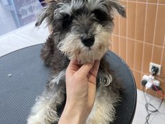 -爱宠屋pet shop·宠物洗澡·宠物美容