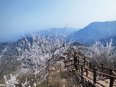 -大岭沟猕猴桃谷风景区