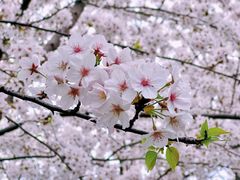 -高东镇樱花园