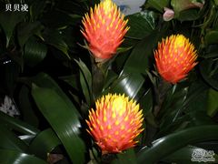 -双季花艺园艺市场(浦东店)