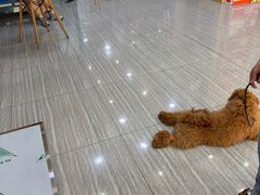 -瑞派名望志远动物医院·猫科·內科·异宠专科(直港大道店)